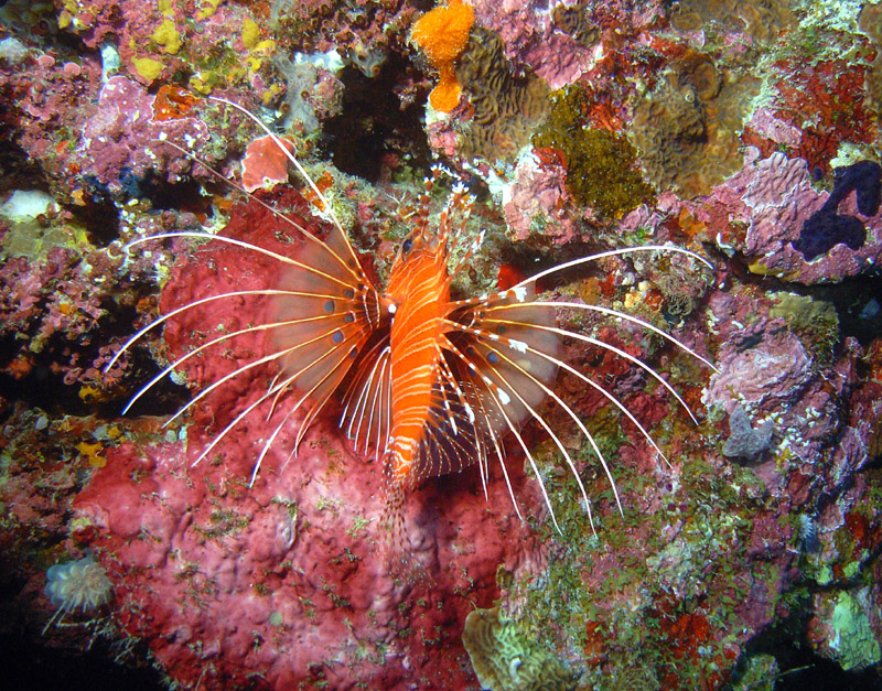 Lionfish